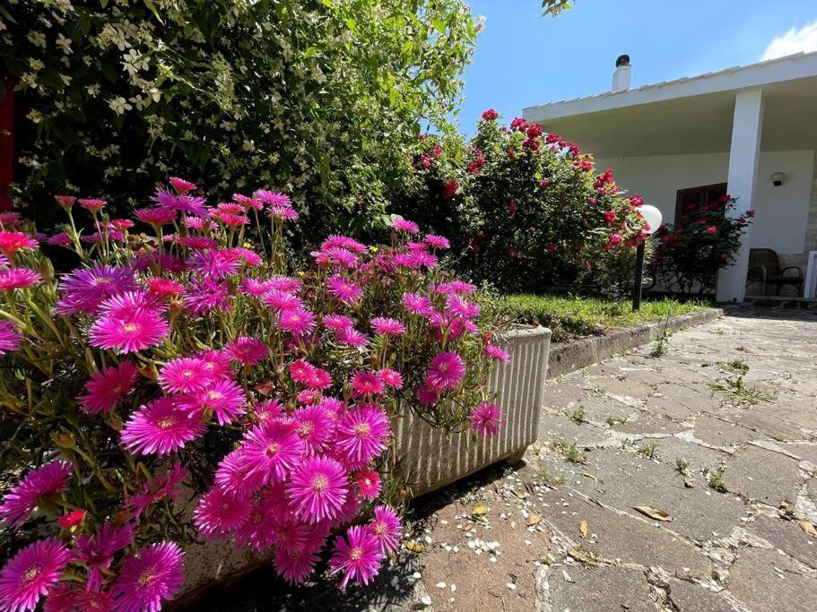 Rose Country Cassano delle Murge Exterior foto